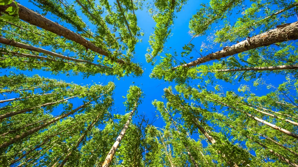 A  REVOLUÇÃO DO REFLORESTAMENTO PARA UM FUTURO SUSTENTÁVEL